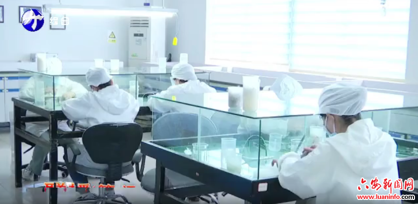 质量强链助力羽绒产业“振翅高飞”