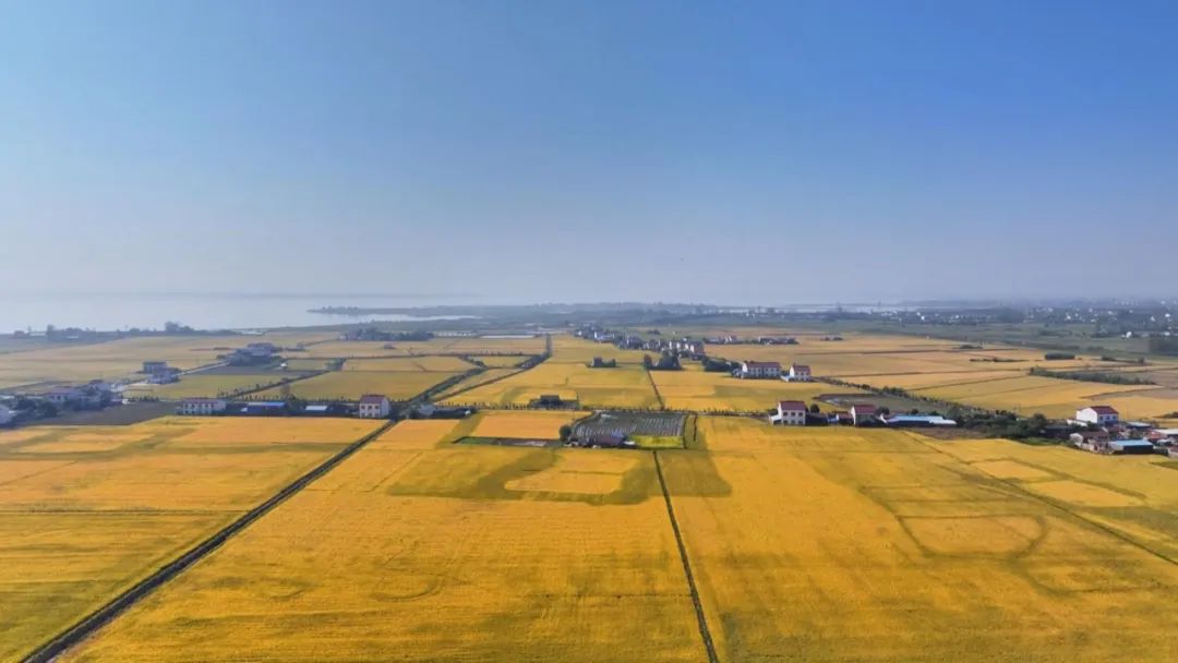 安徽秋粮收获已近七成 机械化助力颗粒归仓