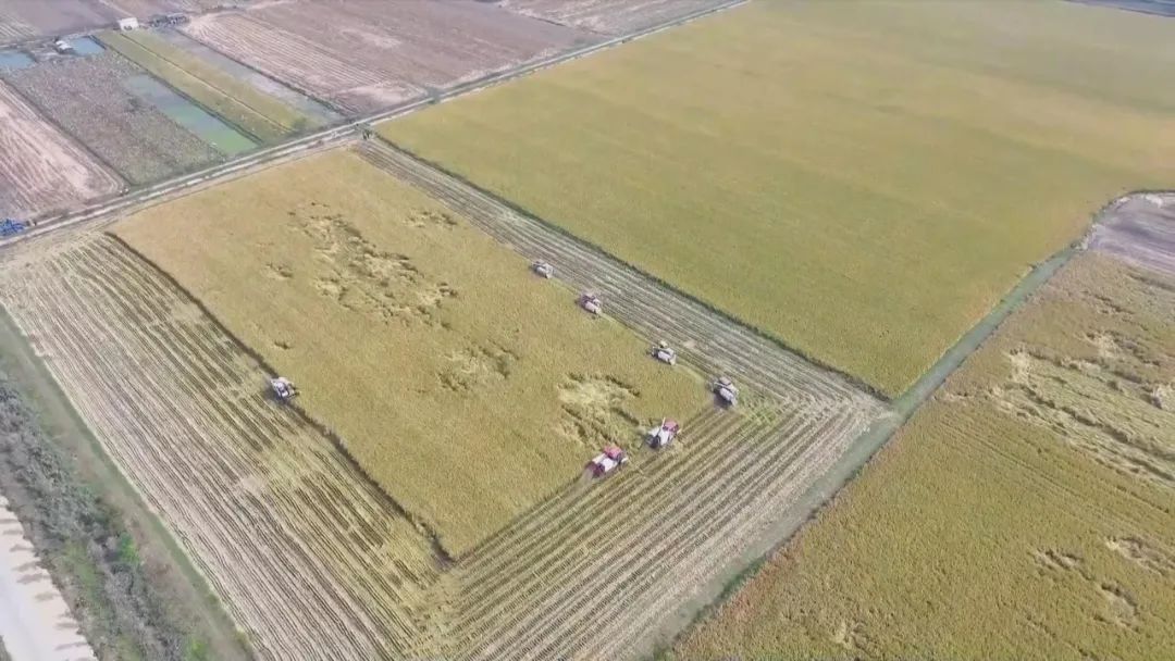 安徽省秋收工作接近尾声，加快推进秋种工作