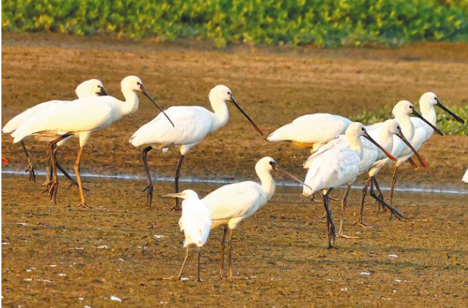 极度濒危“黑脸天使”造访巢湖