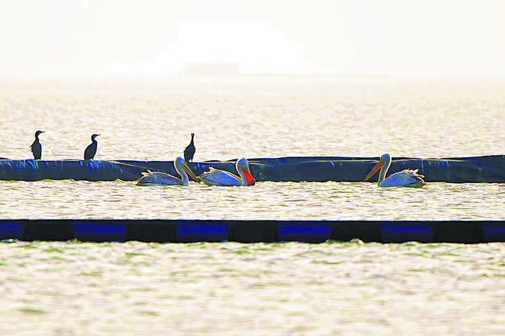 “大明星”携家带口再“归巢”