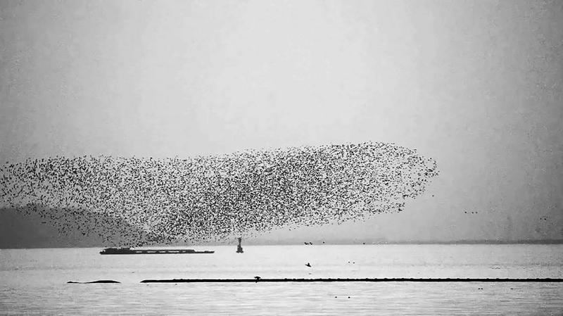摄影师讲述巢湖上空壮观“鸟浪”