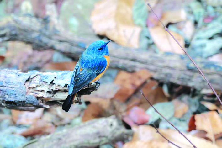 安徽省新记录鸟种！ “蓝精灵”现身大蜀山