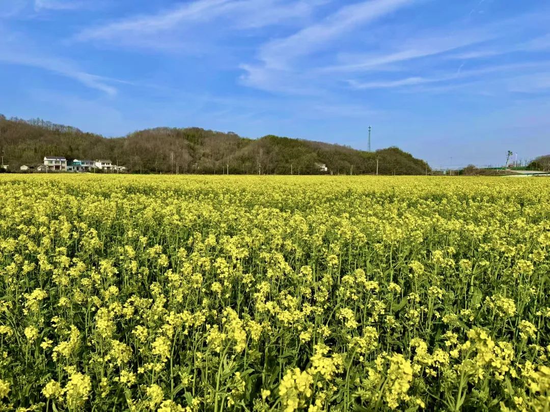 春游江淮 千姿百态｜霍山已陌上花开，可缓缓来矣