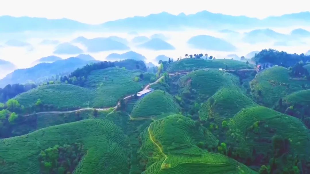 皖产春茶：一片绿叶背后的“新脉动”