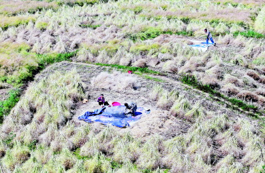 抢收油菜颗粒归仓