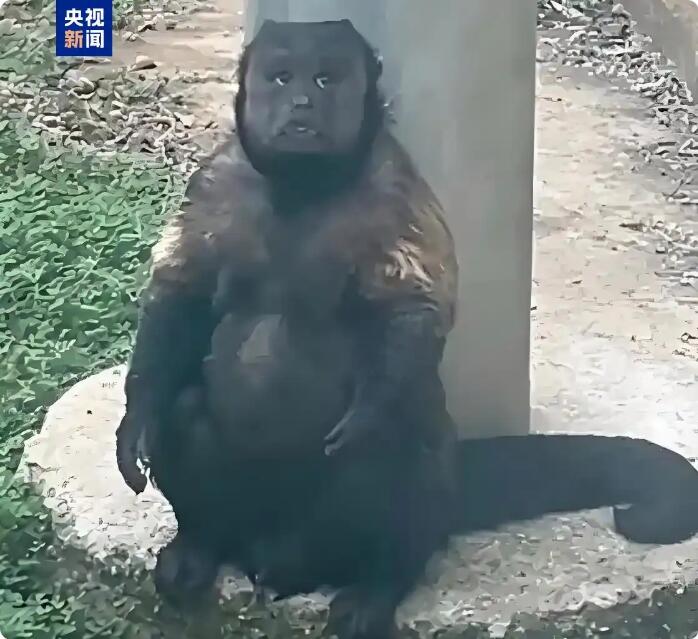 评论："大壮"走了，会不会是因我们"围观"太多？