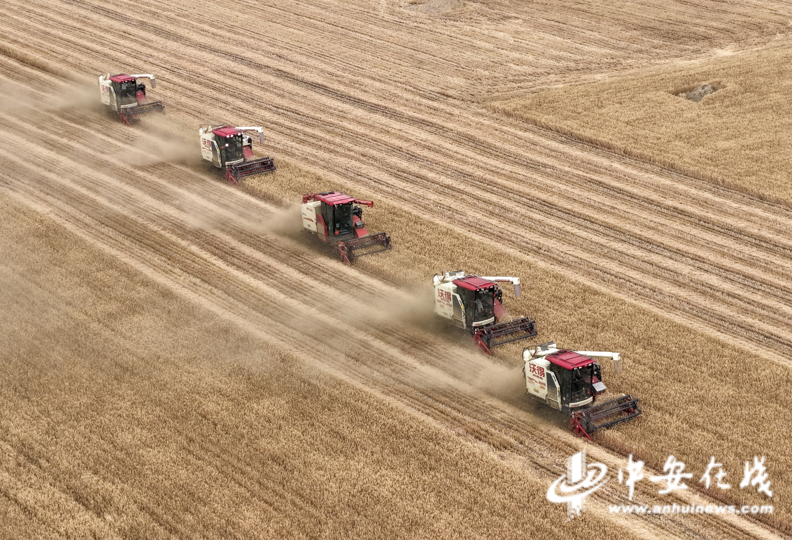 安徽：小麦大面积收获期在5月26日至6月上旬