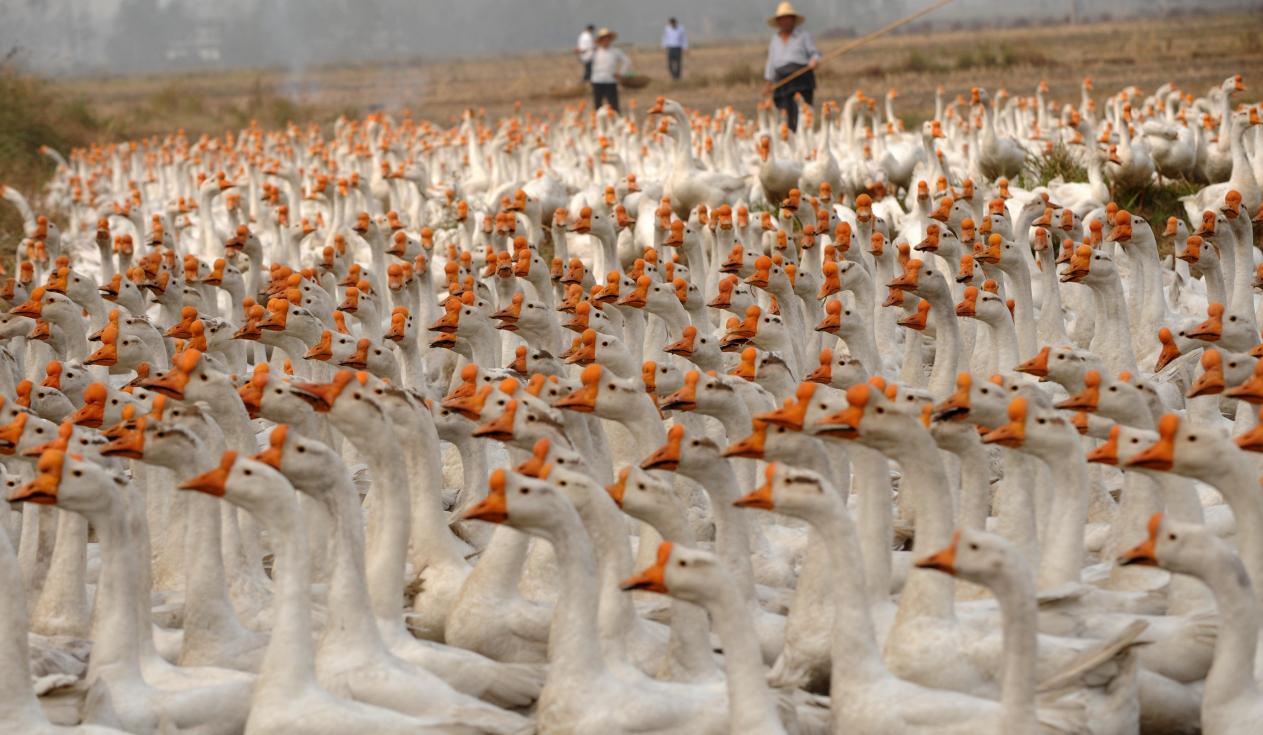 安徽向前丨六安：小小鹅毛 旋动产业“新”风