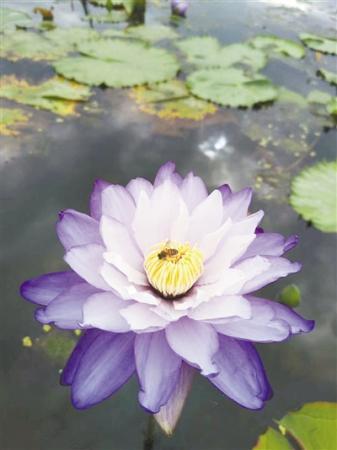 睡莲为何能散发迷人香味？中国科学家发现关键基因