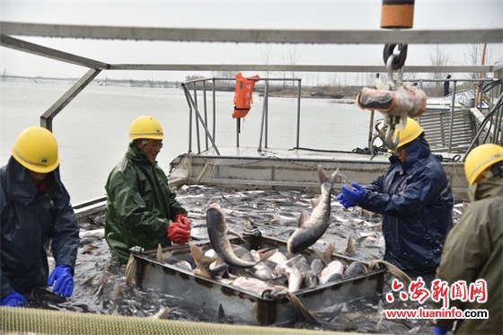 鱼跃人欢丰收景 城东湖水产养殖基地冬捕见闻