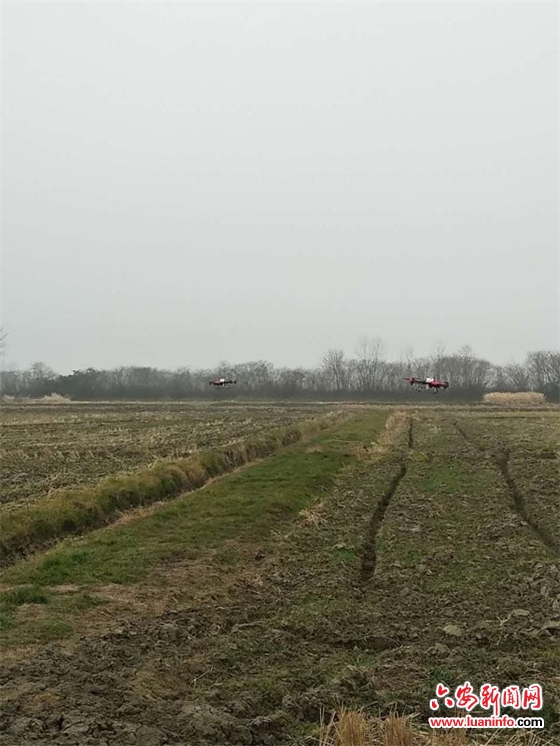 舒城县：微信群里话桑麻 在线服务忙春耕