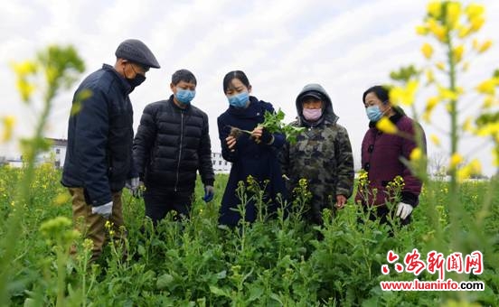 农技专家田头助春忙