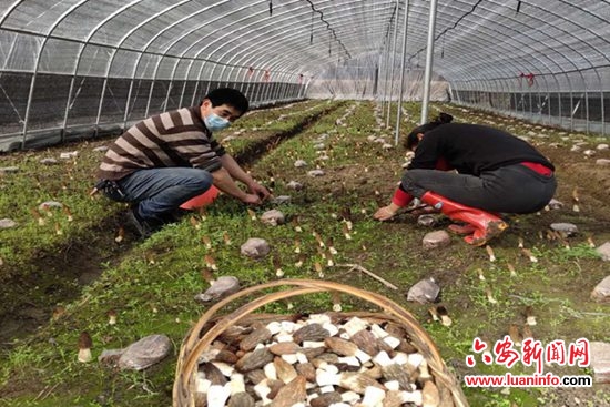 金寨县斑竹园镇：防疫春耕两不误 田间地头农事忙