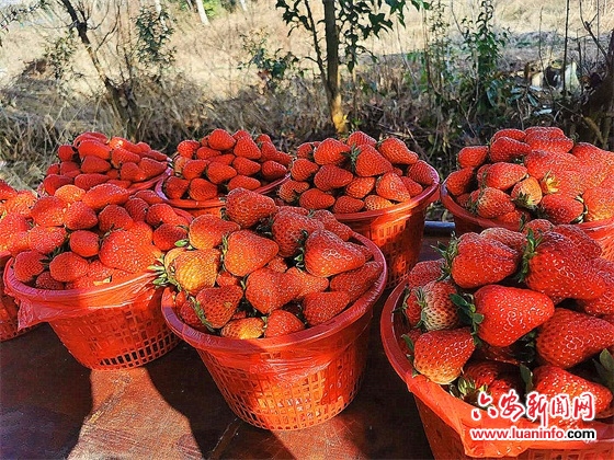 战疫情抓脱贫 两个战场齐推进