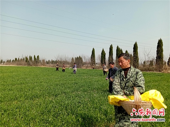 叶集区姚李镇统筹做好疫情防疫与春耕生产