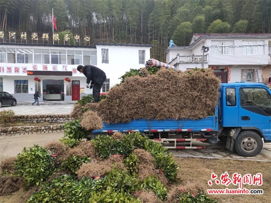 茶乡春日种茶忙