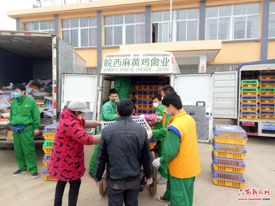 霍邱县马店镇：全力保障贫困户稳定增收