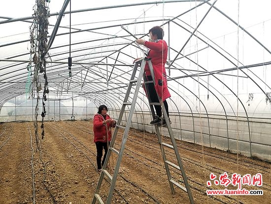 叶集区姚李镇合兴村：春耕备耕开局良好 复工复产如火如荼