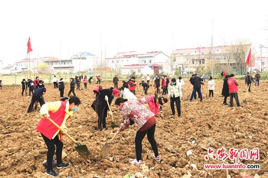 霍邱县宋店乡以植树节活动推动村集体经济发展