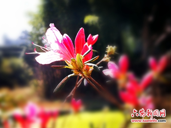 春回乡村美如画