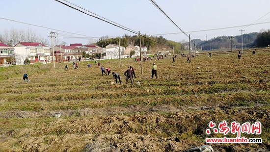 舒城县张母桥镇：蓝莓种出“旅游+扶贫”新模式