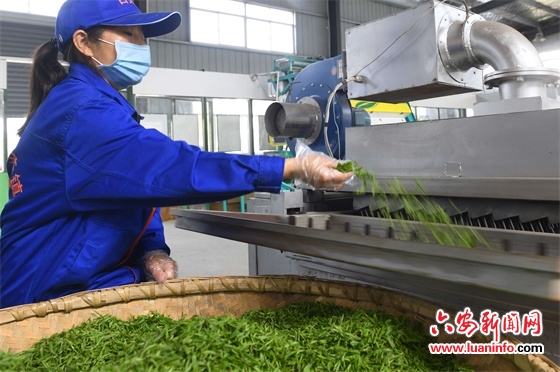 “小兰花”香飘大别山