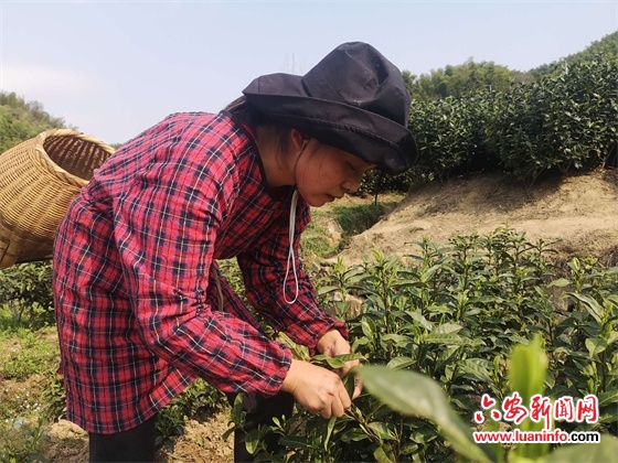 阳春三月间的“世外茶园”