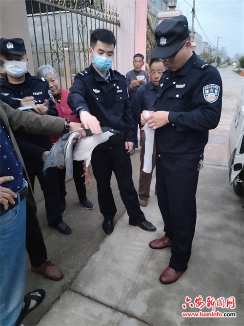 苏埠镇村民及时救助国家级保护鸟类